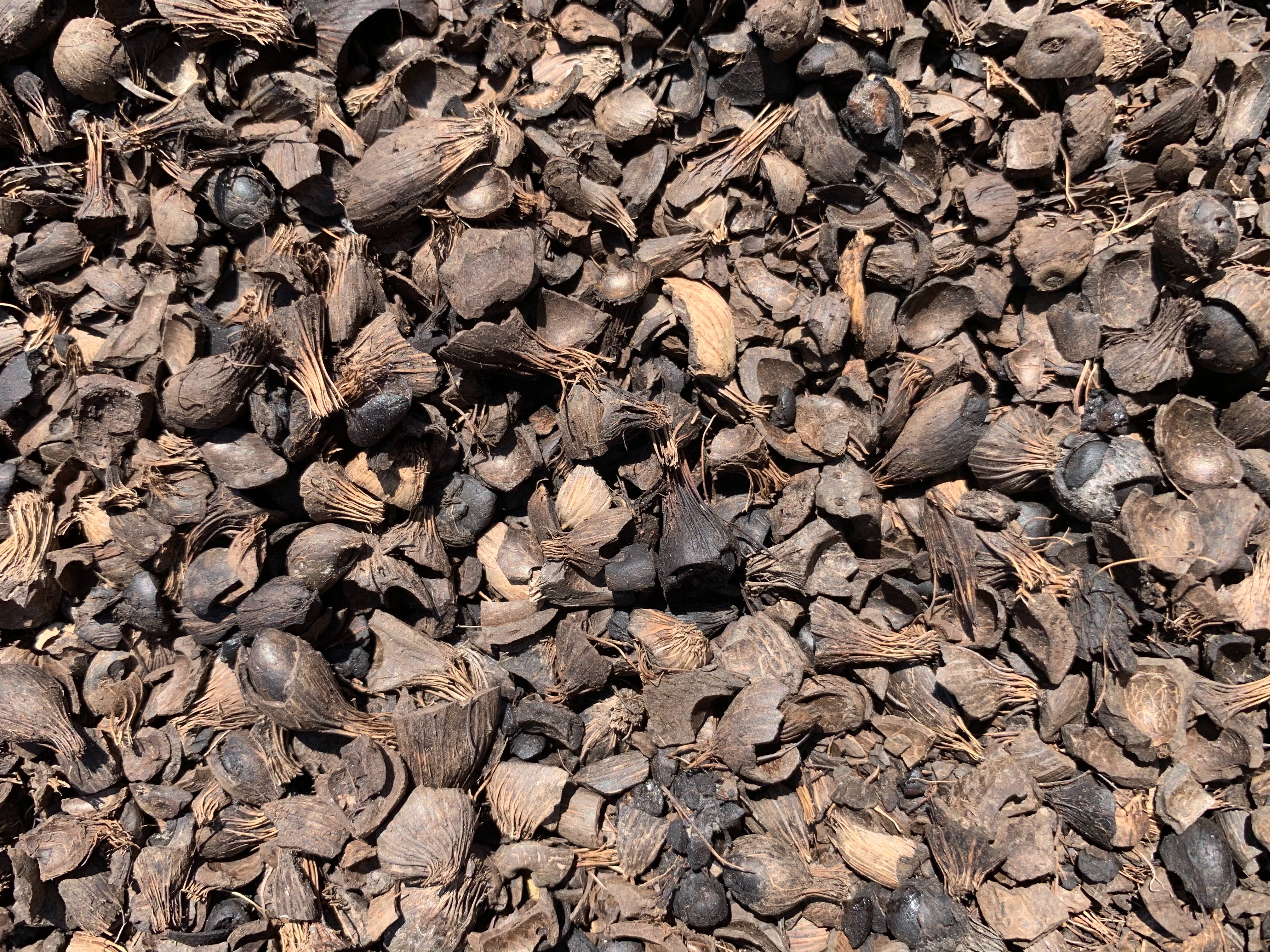 กะลาปาล์ม (Palm Kernel Shell)