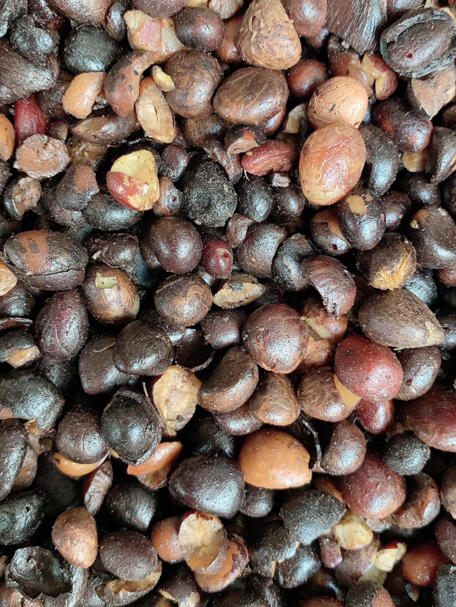 เมล็ดในปาล์ม (Palm kernel)