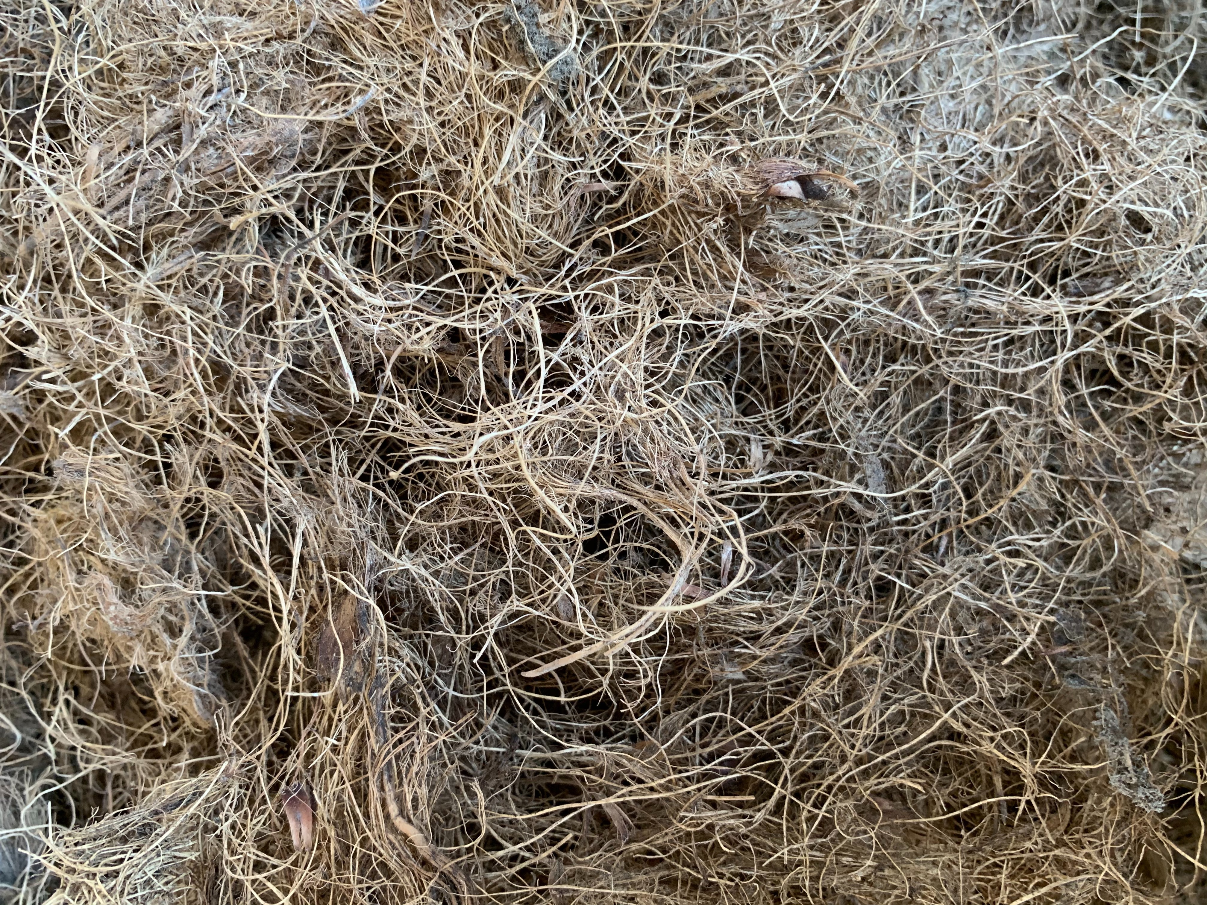 เส้นใยปาล์ม (Palm fiber) เกรดมาตรฐาน